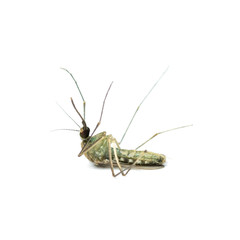 mosquito close-up isolated on white background