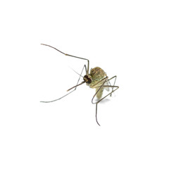 mosquito close-up isolated on white background