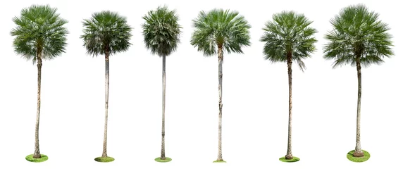 Door stickers Trees Palm trees isolated collection on white background