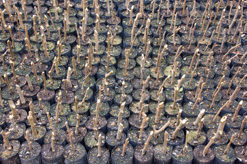 Little Plant Seedling Bag