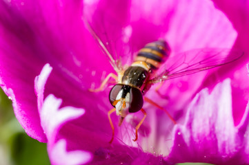 a little hoverfly on a China pink, Dianthus chinensis