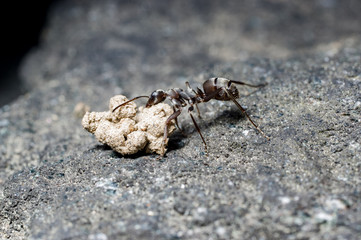 an ant carrying a grain of dirts