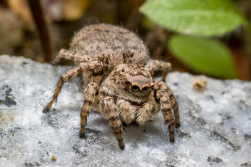 A jumping spider, Asianellus festivus