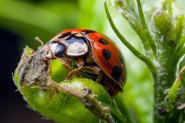 ladybug