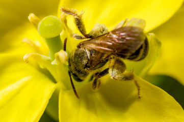 A honey bee on a flower