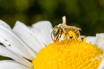 A tiny sweat bee