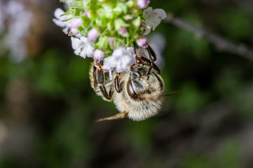 A honey bee on flowers