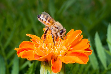 A honey bee on an orange colored flower