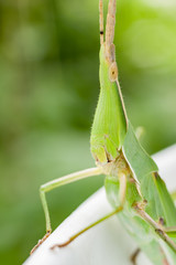 A grasshopper, Acrida cinerea, on a white pot
