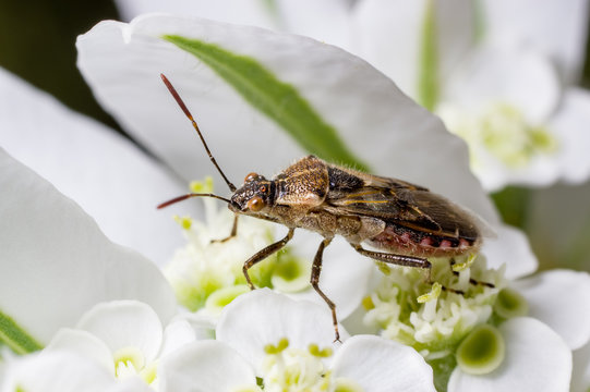 A tiny bug, Stictopleurus minutus, on ghost weeds