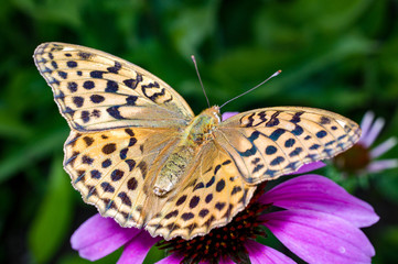 A butterfly, a silver washed butterfly, Argyronome ruslana
