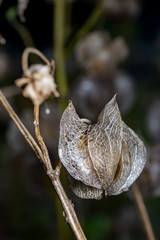 Ripe ground cherries