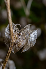 Ripe ground cherries