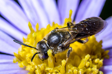 A sweet bee