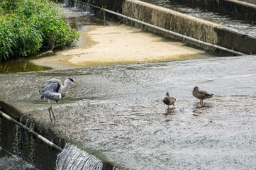 A heron and mallard ducks