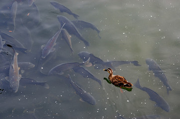 A spot-billed duck on the stream full of carps