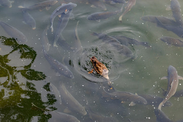 A spot-billed duck on the stream full of carps