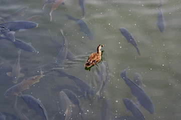 A spot-billed duck on the stream full of carps