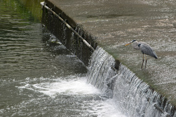 A heron on a dam