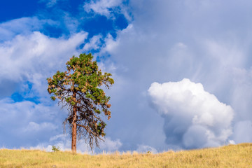 Obraz premium Lonely tree growing on top of the rock.