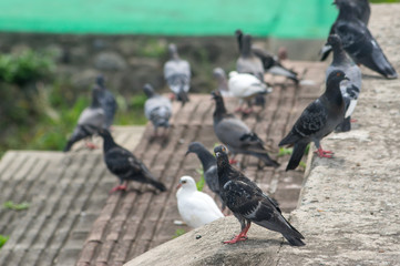 Pigeons on stairs
