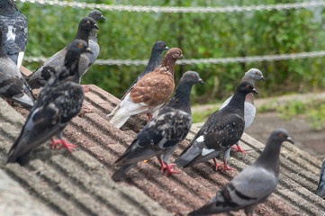 Pigeons on stairs