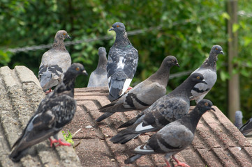 Pigeons on stairs