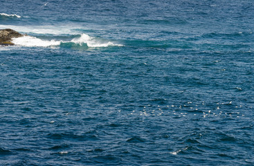 Flock of seagulls in the ocean