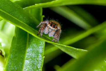 A jumping spider, Carrhotus xanthogramma