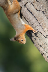 Portrait of a squirrel