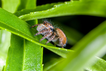 A jumping spider, Carrhotus xanthogramma