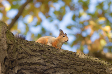 squirrel on a tree in autumn