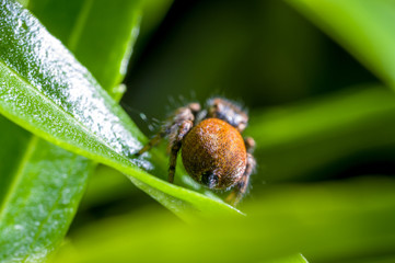 A jumping spider, Carrhotus xanthogramma