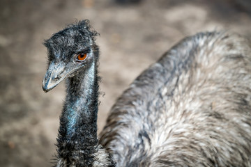 Closeup of emu