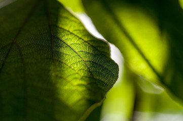 A green leaf