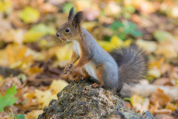 Naklejka na ściany i meble squirrel with a nut