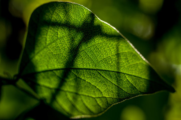 A green leaf