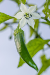 Fototapeta na wymiar A green pepper and its flower