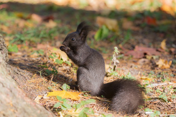 Naklejka na ściany i meble black squirrel in autumn