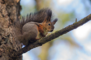 squirrel on a tree closeup