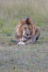 young lion lying in the African savannah and licking its paw, kenya