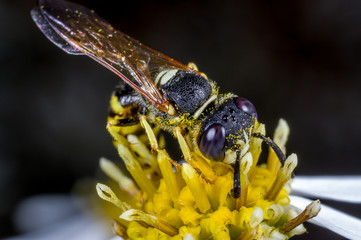 An European bee wolf, Philanthus triangulum