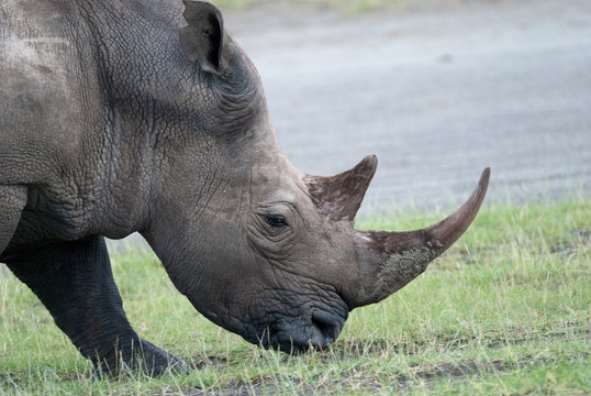photo rhino head chewing grass in the African savanna