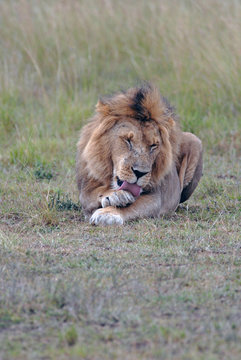 young lion lying in the African savannah and licking its paw, kenya
