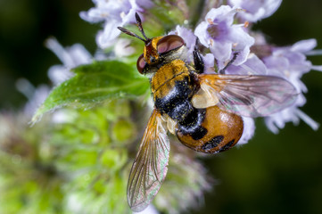 A parasitic fly, a tachinid fly, Gymnosoma rotundatum