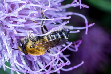 A leaf-cutter bee, Megachile nipponica
