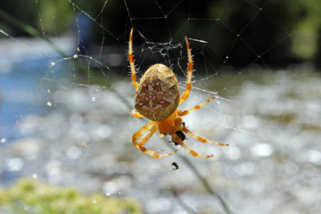Araña (Steatoda triangulosa) capturando presa