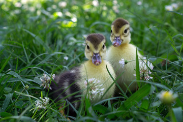 Two little duckling walking in the grass