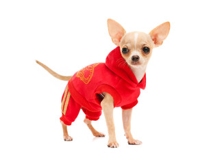 Chihuahua in a red suit isolated on white background