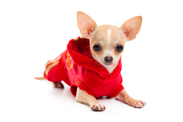 Chihuahua in a red suit